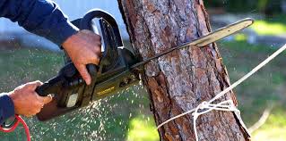 Best Stump Grinding and Removal  in Highland Park, NJ