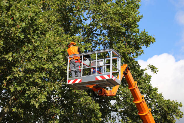 Best Tree and Shrub Care  in Highland Park, NJ
