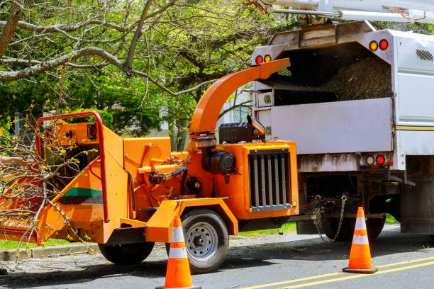 Best Commercial Tree Services  in Highland Park, NJ