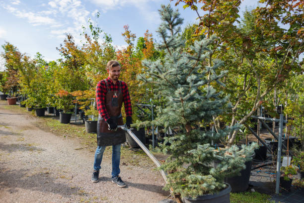 How Our Tree Care Process Works  in  Highland Park, NJ