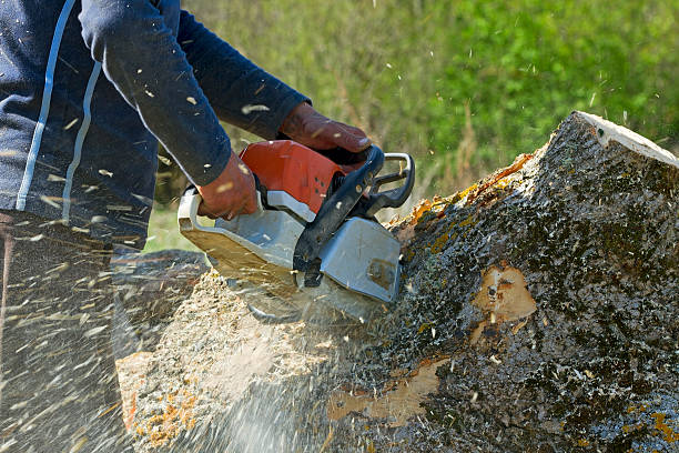 Best Grass Overseeding  in Highland Park, NJ